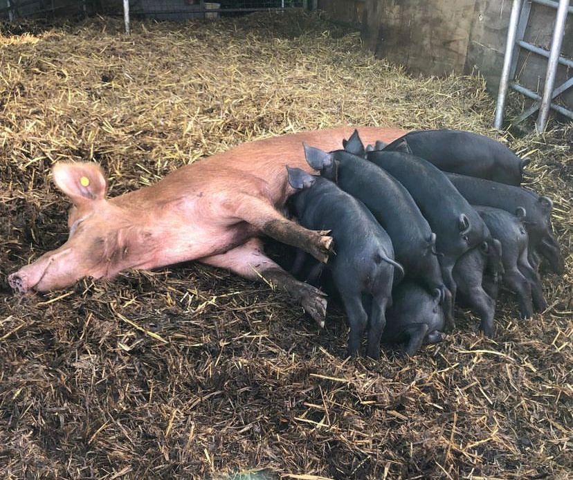 crossbred feeder pigs